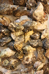 Frische Austern