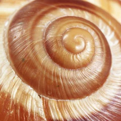 Poster snail © M.Jenkins