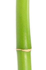 Obraz premium Bambus