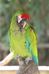 Perroquet1 © Mathieu JACOB