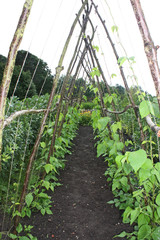Rows of Runner Beans Growing up a Wooden Frame.