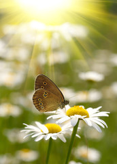 White and yellow daisies.