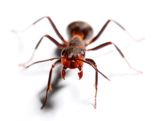 Big red ant.  Macro with shallow dof.