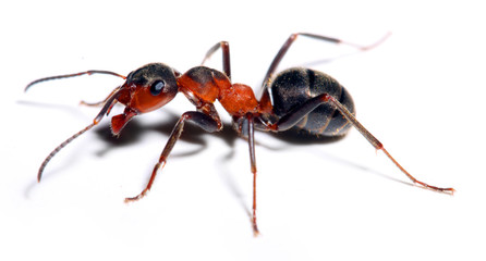 Big red ant isolated on white.