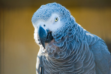 Grey parrot of Zhako (Psittacus erithacus)