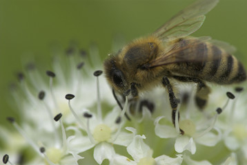 Honigbiene (Apis mellifera)