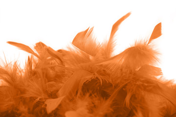 Plumes