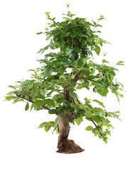 ligustrum bonsai isolated on white