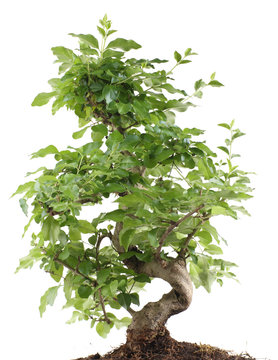 ligustrum bonsai isolated on white with clipping path