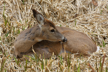 White-tail Deer Doe