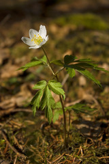 wood anemone