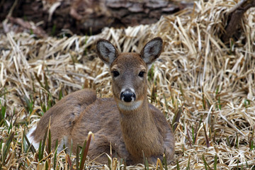 White-tail Deer Doe