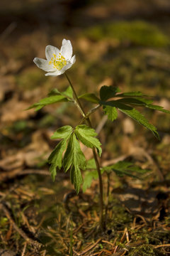 wood anemone