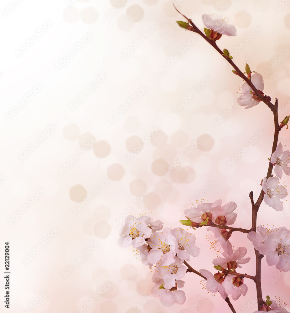 Wall mural spring blossoms border