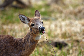 White-tail Deer Doe