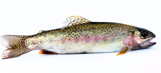 Rainbow Trout