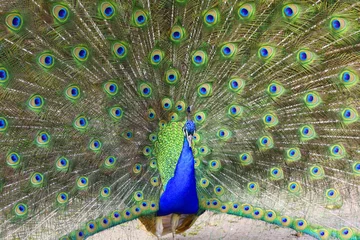 Tableaux ronds sur plexiglas Anti-reflet Paon peacock