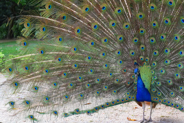 Fototapeta premium peacoch