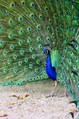 Naklejka premium grace