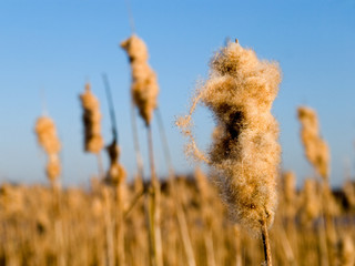 Stimmungsvolle Sträucher