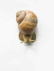 snail