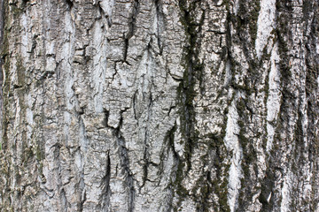 bark of poplar