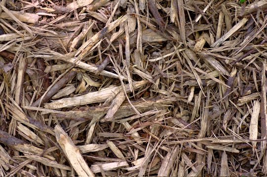 Schegge di legno