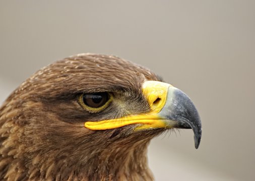 Retrato de Aguila Real