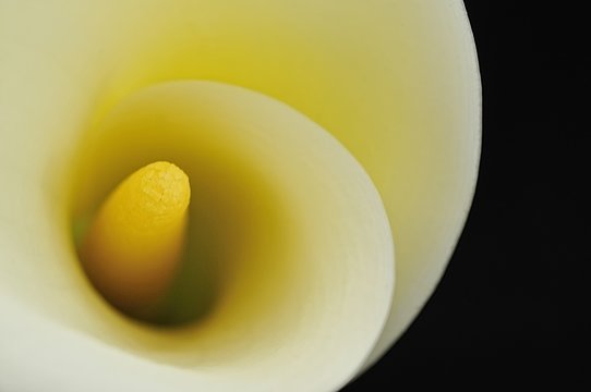 Zantedeschia aethiopia