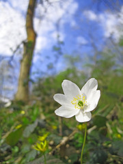 close up flower in country side
