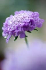 Obraz premium 雨の花