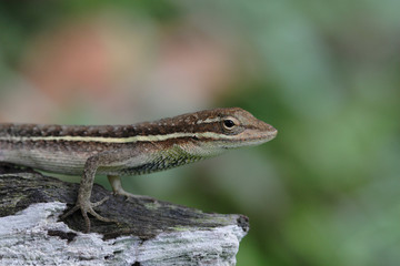 anolis auratus - (polychrotidae sauria)