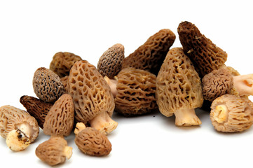 Morel Mushroom