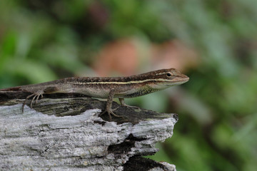 anolis auratus - (polychrotidae sauria)