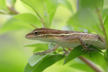 anolis auratus - (polychrotidae sauria)