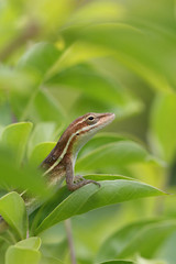 anolis auratus - (polychrotidae auratus)