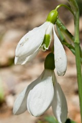 Obraz premium closeup spring snowdrops