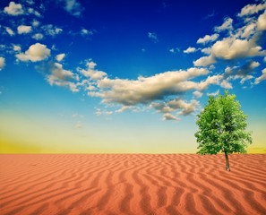 green tree in a sand desert