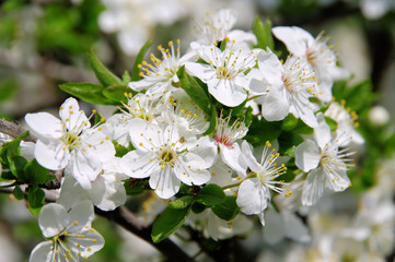 Pflaumenbaumbluete - plum blossom 27