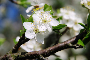 Pflaumenbaumbluete - plum blossom 28