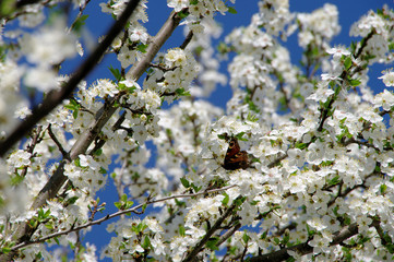 Pflaumenbaumbluete - plum blossom 30