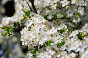 Pflaumenbaumbluete - plum blossom 45