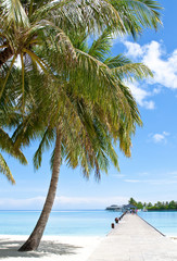 Palmen am Strand im indischen Ozean