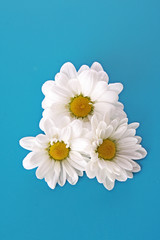 Three white camomile on blue background with water drops