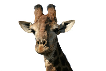 Fototapeta premium Giraffa ritratto