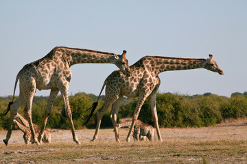 Giraffe in cammino