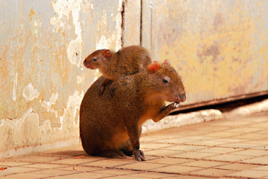 Agouti (Dasyprocta) with her cub