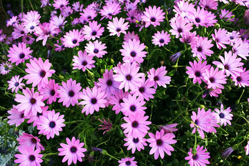 Pink daisies