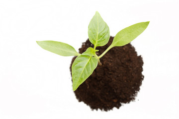 Young plant.