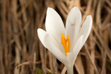 White crocus